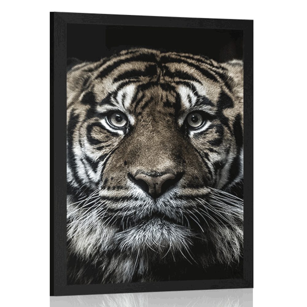 Plakát tygr
