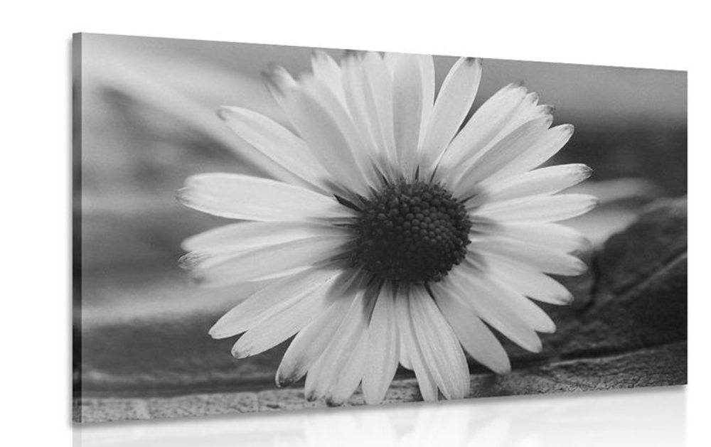 Obraz nádherná sedmikráska v černobílém provedení