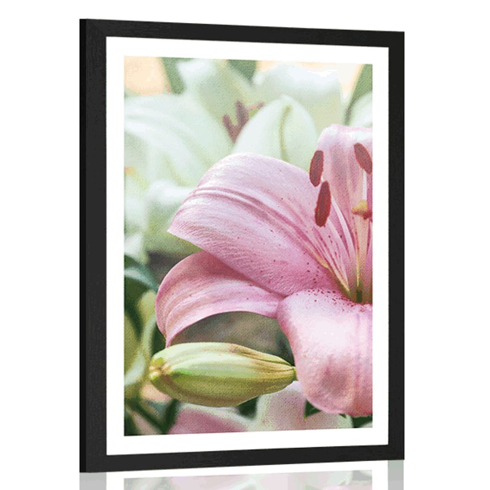 Plakát s paspartou růžová lilie v rozkvětu