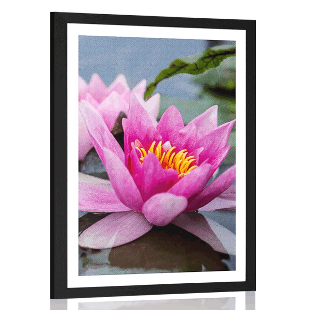 Plakát s paspartou růžový lotosový květ