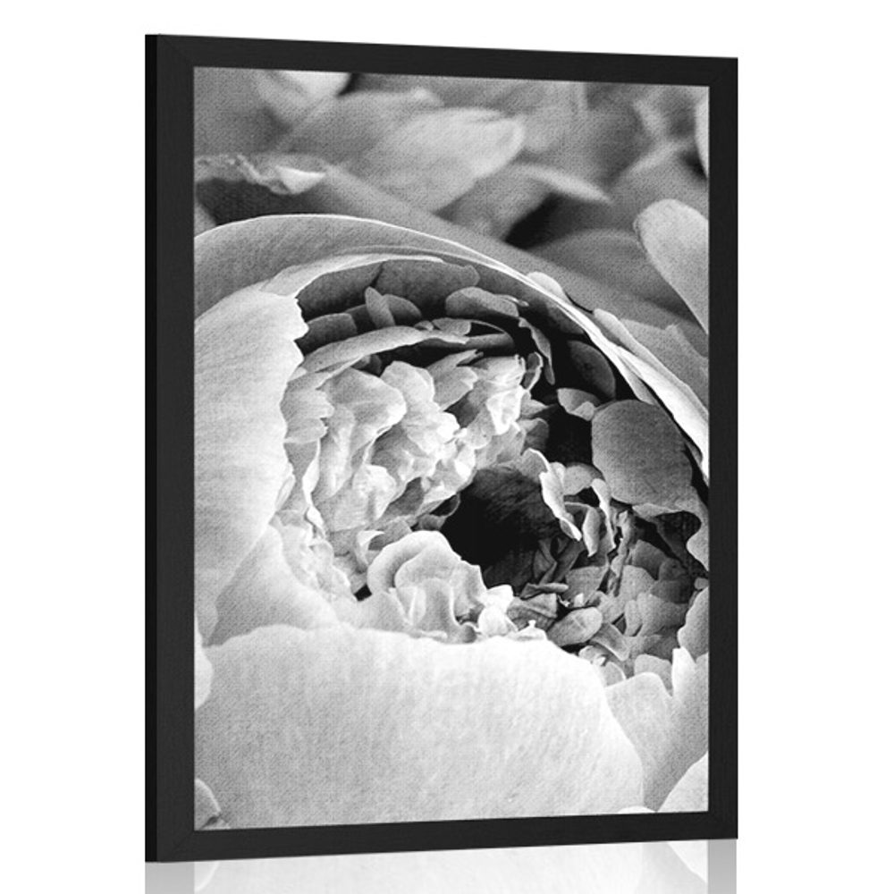 Plakát černobílé lupínky květu