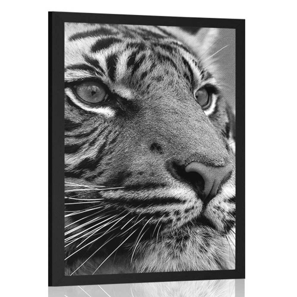 Plakát bengálský tygr v černobílém provedení