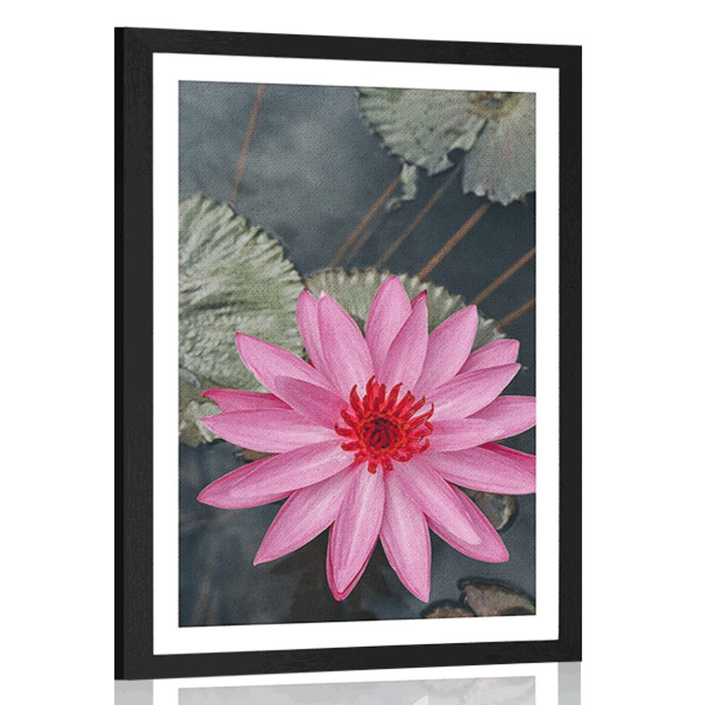 Plakát s paspartou okouzlující lotosový květ