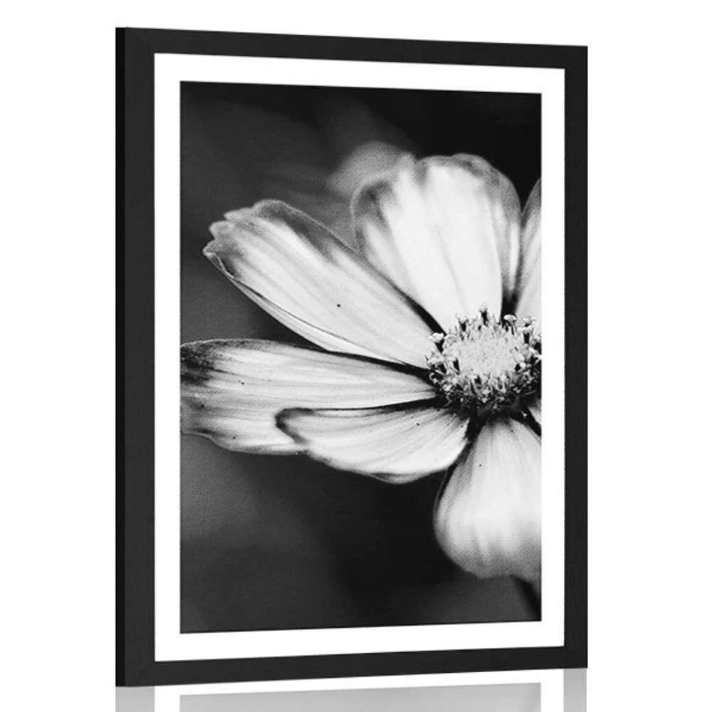 Plakát s paspartou zahradní květ krasulky v černobílém provedení