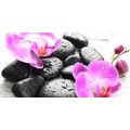 CANVAS PRINT MAGICAL INTERPLAY OF STONES AND ORCHIDS - PICTURES FENG SHUI - PICTURES