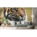 WALL MURAL BENGAL TIGER - WALLPAPERS ANIMALS - WALLPAPERS