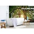 WALL MURAL MAJESTIC TREES - WALLPAPERS NATURE - WALLPAPERS