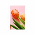 POSTER WITH MOUNT ELEGANT TULIP - FLOWERS - POSTERS