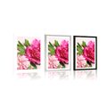 POSTER WITH MOUNT PEONIES IN PINK COLOR - FLOWERS - POSTERS