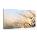 CANVAS PRINT DANDELION IN A FIELD AT SUNRISE - PICTURES FLOWERS - PICTURES