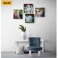 CANVAS PRINT SET A TOUCH OF HEAVENLY PEACE - SET OF PICTURES - PICTURES