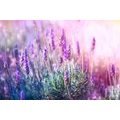 CANVAS PRINT ROMANTIC LAVENDER - PICTURES FLOWERS - PICTURES