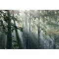 WALL MURAL SUN RAYS IN A FOGGY FOREST - WALLPAPERS NATURE - WALLPAPERS