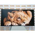 CANVAS PRINT OF A CUTE LION - PICTURES OF ANIMALS - PICTURES