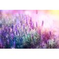 WALL MURAL MAGICAL LAVENDER FLOWERS - WALLPAPERS FLOWERS - WALLPAPERS