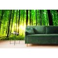 WALL MURAL FRESHNESS OF THE FOREST - WALLPAPERS NATURE - WALLPAPERS