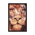 POSTER LION FACE - ANIMALS - POSTERS