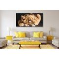 CANVAS PRINT OF A CUTE LION - PICTURES OF ANIMALS - PICTURES