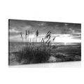 CANVAS PRINT SUNSET ON A BEACH IN BLACK AND WHITE - BLACK AND WHITE PICTURES - PICTURES