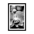 POSTER WITH MOUNT BEAUTIFUL ORCHID AND STONES IN BLACK AND WHITE - BLACK AND WHITE - POSTERS