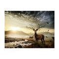 PHOTO WALLPAPER DEER BY A MOUNTAIN STREAM - WALLPAPERS ANIMALS - WALLPAPERS