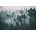 WALL MURAL FOREST IN A FOG - WALLPAPERS NATURE - WALLPAPERS