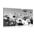 CANVAS PRINT MEADOW OF SPRING FLOWERS IN BLACK AND WHITE - BLACK AND WHITE PICTURES - PICTURES