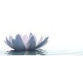 CANVAS PRINT LOTUS FLOWER - PICTURES FLOWERS - PICTURES