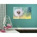 CANVAS PRINT MAGICAL DANDELION - PICTURES FLOWERS - PICTURES