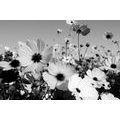 CANVAS PRINT MEADOW OF SPRING FLOWERS IN BLACK AND WHITE - BLACK AND WHITE PICTURES - PICTURES