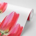 WALL MURAL RED FIELD TULIPS - WALLPAPERS FLOWERS - WALLPAPERS