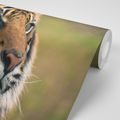 WALL MURAL BENGAL TIGER - WALLPAPERS ANIMALS - WALLPAPERS