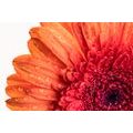 SAMOLEPIACA FOTOTAPETA GERBERA S KVAPKAMI VODY - SAMOLEPIACE TAPETY - TAPETY