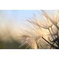 SELF ADHESIVE WALL MURAL DANDELION AT SUNRISE - SELF-ADHESIVE WALLPAPERS - WALLPAPERS