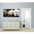 CANVAS PRINT ORCHID AND A BUTTERFLY - PICTURES FLOWERS - PICTURES