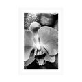 POSTER WITH MOUNT BEAUTIFUL ORCHID AND STONES IN BLACK AND WHITE - BLACK AND WHITE - POSTERS