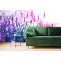 WALL MURAL MAGICAL LAVENDER FLOWERS - WALLPAPERS FLOWERS - WALLPAPERS