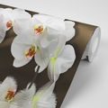 SAMOLEPÍCÍ TAPETA ORCHIDEJ A MOTÝL - SAMOLEPÍCÍ TAPETY - TAPETY