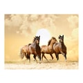 FOTOTAPETA - RUNNING HORSES - TAPETE ŽIVALI - TAPETE