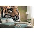 SELF ADHESIVE WALL MURAL BENGAL TIGER - SELF-ADHESIVE WALLPAPERS - WALLPAPERS