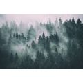 SELF ADHESIVE WALL MURAL FOREST IN THE FOG - SELF-ADHESIVE WALLPAPERS - WALLPAPERS