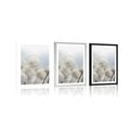 POSTER WITH MOUNT ARCTIC COTTON FLOWERS - FLOWERS - POSTERS
