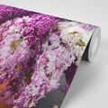 WALL MURAL LILACS IN A FLOWERPOT - WALLPAPERS FLOWERS - WALLPAPERS