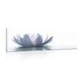 CANVAS PRINT LOTUS FLOWER - PICTURES FLOWERS - PICTURES