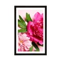 POSTER WITH MOUNT PEONIES IN PINK COLOR - FLOWERS - POSTERS