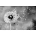 WALL MURAL MAGICAL BLACK AND WHITE DANDELION - BLACK AND WHITE WALLPAPERS - WALLPAPERS