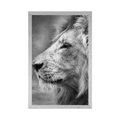POSTER AFRICAN LION IN BLACK AND WHITE - BLACK AND WHITE - POSTERS