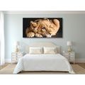 CANVAS PRINT OF A CUTE LION - PICTURES OF ANIMALS - PICTURES