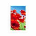 POSTER WITH MOUNT POPPY FLOWERS IN THE MEADOW - FLOWERS - POSTERS