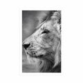 POSTER AFRICAN LION IN BLACK AND WHITE - BLACK AND WHITE - POSTERS